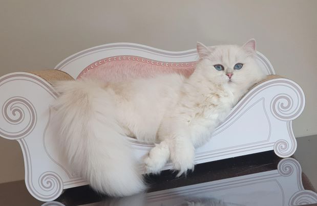 Bayra Chat British Longhair Seine Saint Denis Paris Royal Cattery