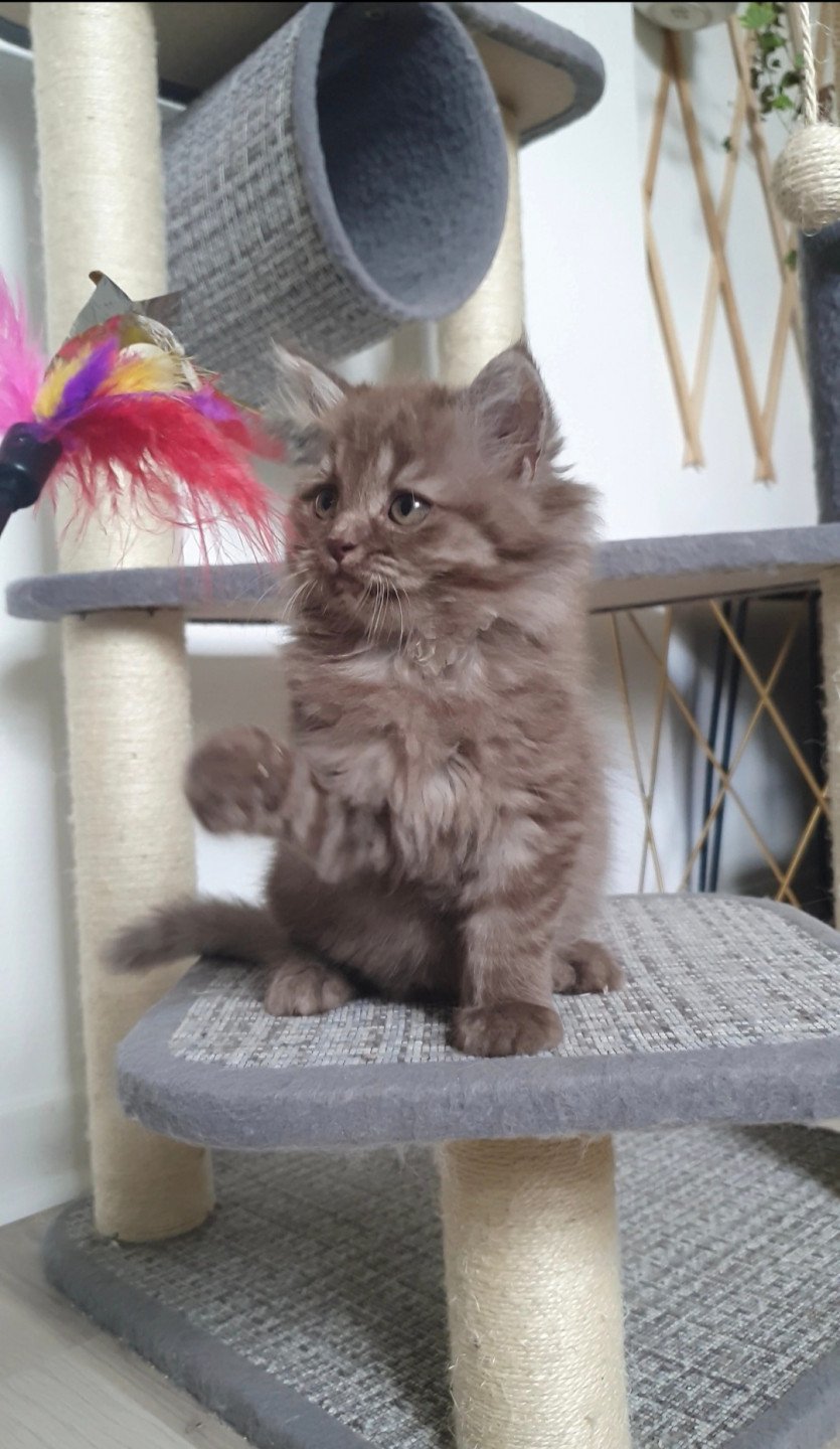 toffee-from-paris-royal-chaton-british-longhair-seine-saint-denis
