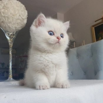 chaton British Shorthair lilac golden shaded point Paris Royal Cattery