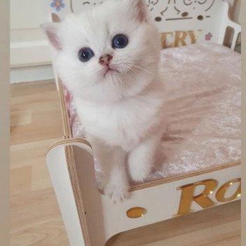 chaton British Shorthair seal tortie seal silver shaded point Tabata Paris Royal Cattery