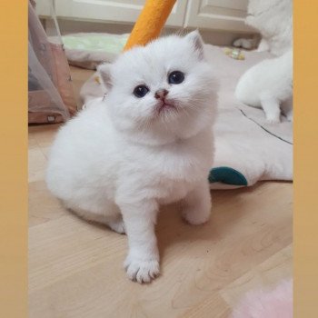 chaton British Shorthair seal tortie seal silver shaded point Tabata Paris Royal Cattery