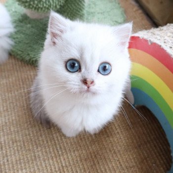 chaton British Shorthair seal silver shaded point Tabata Paris Royal Cattery