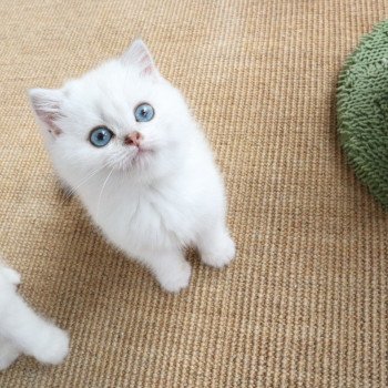 chaton British Shorthair seal silver shaded point Tabata Paris Royal Cattery