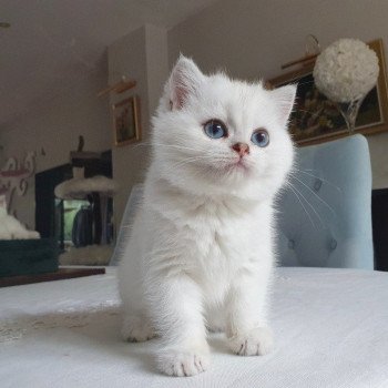 chaton British Shorthair seal silver shaded point Tabata Paris Royal Cattery