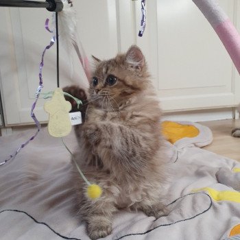 chaton British Longhair chocolate golden shaded T'Choupette Paris Royal Cattery