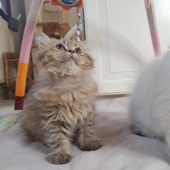 chaton British Longhair chocolate golden shaded T'Choupette Paris Royal Cattery