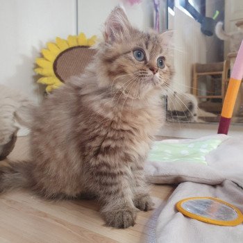 chaton British Longhair chocolate golden shaded T'Choupette Paris Royal Cattery