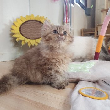 chaton British Longhair chocolate golden shaded T'Choupette Paris Royal Cattery