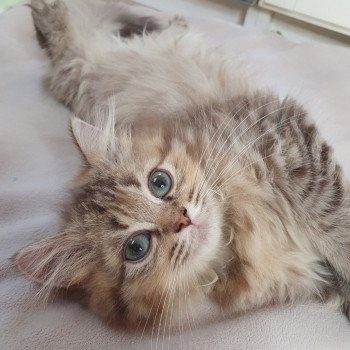 chaton British Longhair chocolate golden shaded T'Choupette Paris Royal Cattery