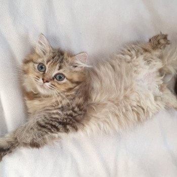 chaton British Longhair chocolate golden shaded T'Choupette Paris Royal Cattery