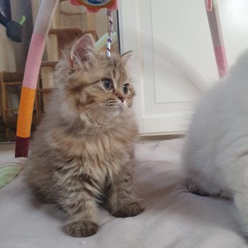 chaton British Longhair chocolate golden shaded T'Choupette Paris Royal Cattery