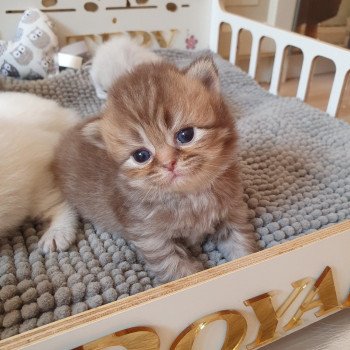 chaton British Longhair chocolate golden shaded T'Choupette Paris Royal Cattery