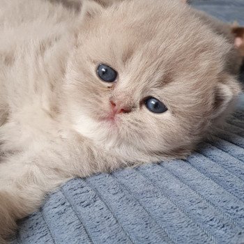 chaton British Longhair lilac golden shaded Paris Royal Cattery
