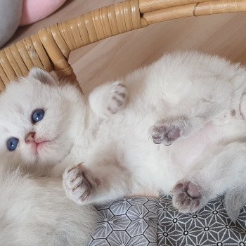 chaton British Shorthair blue golden shaded point Paris Royal Cattery