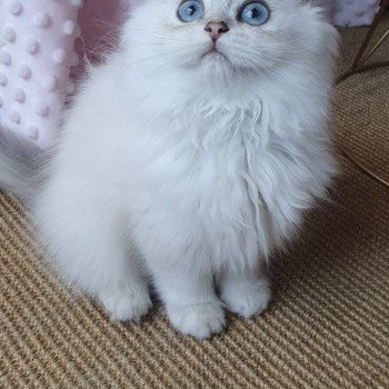 chaton British Longhair blue golden shaded Paris Royal Cattery