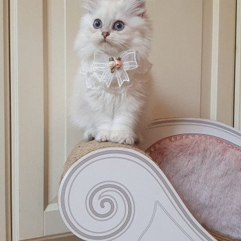 chaton British Longhair blue golden shaded Princess Sarah Paris Royal Cattery