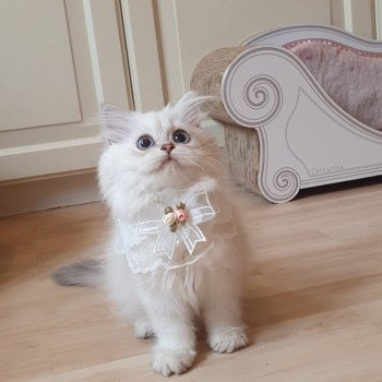 chaton British Longhair blue golden shaded Princess Sarah Paris Royal Cattery