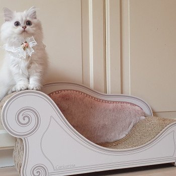 chaton British Longhair blue golden shaded Princess Sarah Paris Royal Cattery