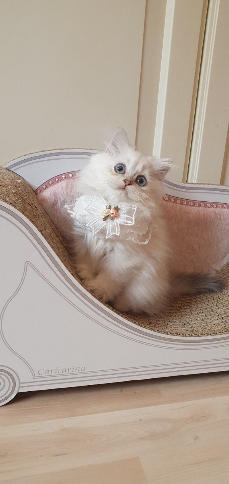 Princess Sarah From Paris Royal Femelle British Longhair