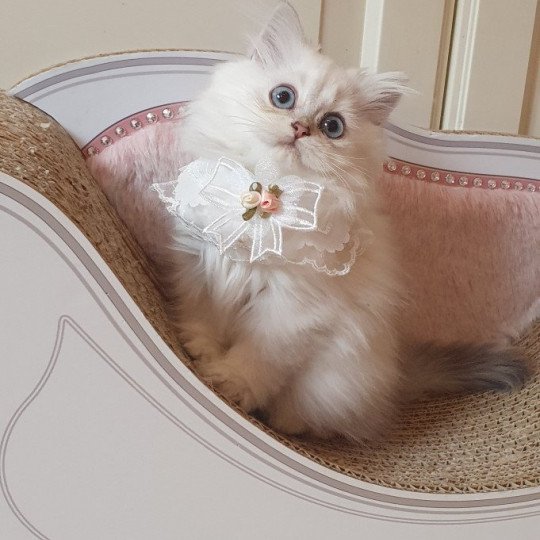Princess Sarah From Paris Royal Femelle British Longhair
