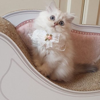 chaton British Longhair blue golden shaded Princess Sarah Paris Royal Cattery