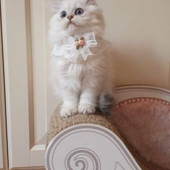 chaton British Longhair blue golden shaded Princess Sarah Paris Royal Cattery