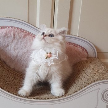chaton British Longhair blue golden shaded Princess Sarah Paris Royal Cattery