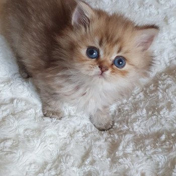 chaton British Longhair chocolate Ambre Paris Royal Cattery