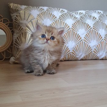 chaton British Longhair chocolate Ambre Paris Royal Cattery