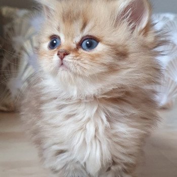 chaton British Longhair chocolate Ambre Paris Royal Cattery