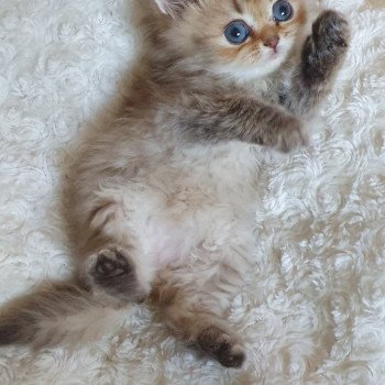 chaton British Longhair chocolate Ambre Paris Royal Cattery