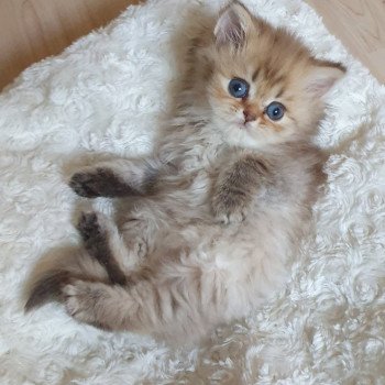 chaton British Longhair chocolate Ambre Paris Royal Cattery