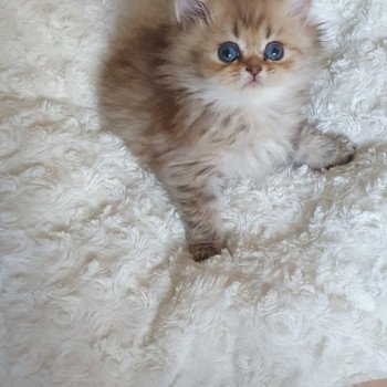 chaton British Longhair chocolate Ambre Paris Royal Cattery