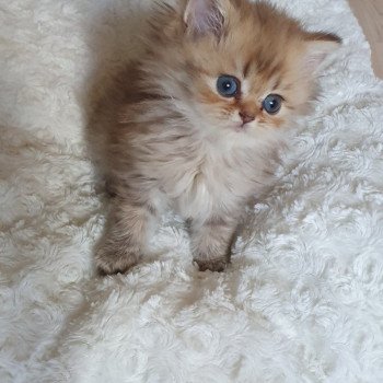 chaton British Longhair chocolate Ambre Paris Royal Cattery