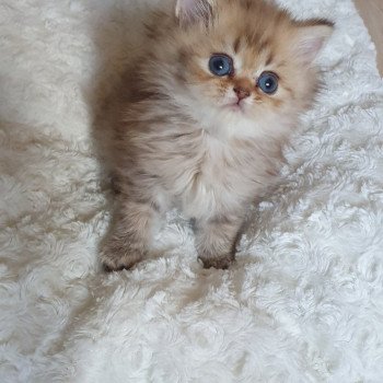 chaton British Longhair chocolate Ambre Paris Royal Cattery