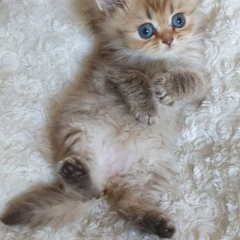 chaton British Longhair chocolate Ambre Paris Royal Cattery