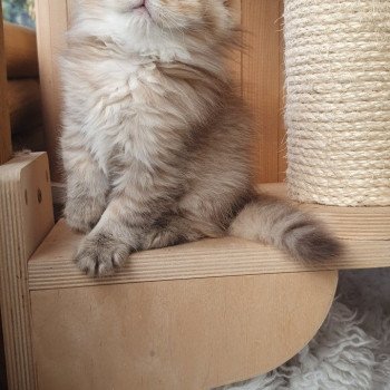 chaton British Longhair chocolate Ambre Paris Royal Cattery