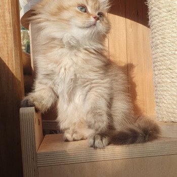 chaton British Longhair chocolate Ambre Paris Royal Cattery