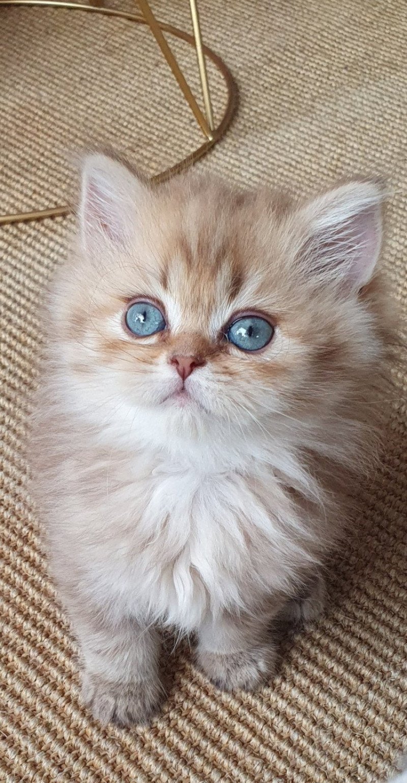 Ambre From Paris Royal Femelle British Longhair