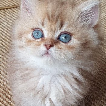 chaton British Longhair chocolate Ambre Paris Royal Cattery