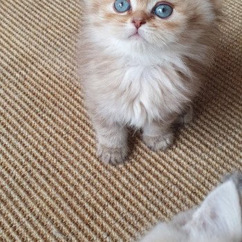 chaton British Longhair chocolate Ambre Paris Royal Cattery