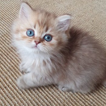 chaton British Longhair chocolate Ambre Paris Royal Cattery