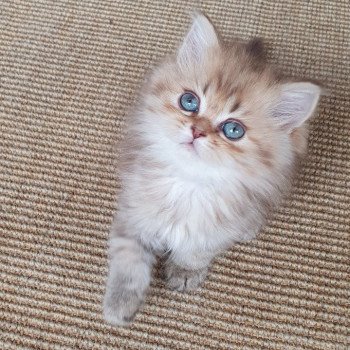 chaton British Longhair chocolate Ambre Paris Royal Cattery