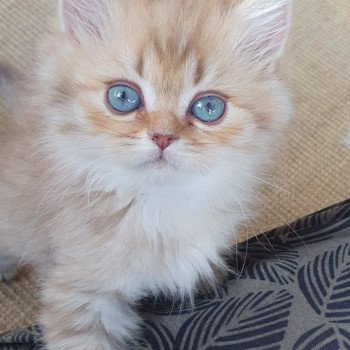 chaton British Longhair chocolate Ambre Paris Royal Cattery