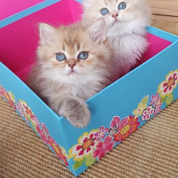 chaton British Longhair chocolate Ambre Paris Royal Cattery