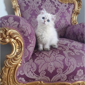 chaton British Longhair Bayra 2 Paris Royal Cattery