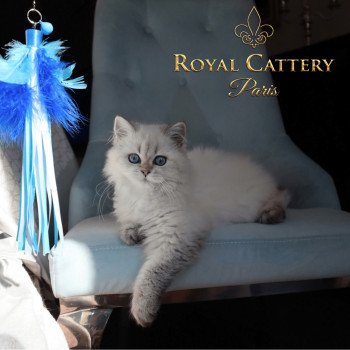 chat British Longhair Bayra 2 Paris Royal Cattery