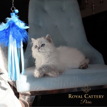 chat British Longhair Bayra 2 Paris Royal Cattery
