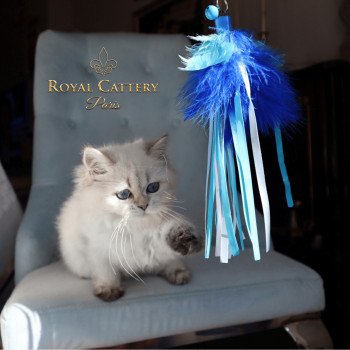 chat British Longhair Bayra 2 Paris Royal Cattery