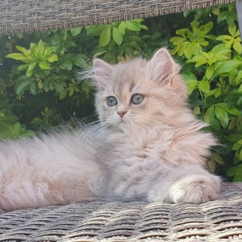 chaton British Longhair blue golden shaded Betty Boop Paris Royal Cattery